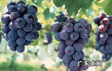 如何判断葡萄是否新鲜 如何判断葡萄是否新鲜果实