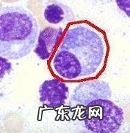 效应b细胞能特异性识别抗原吗,浆细胞(效应B细胞