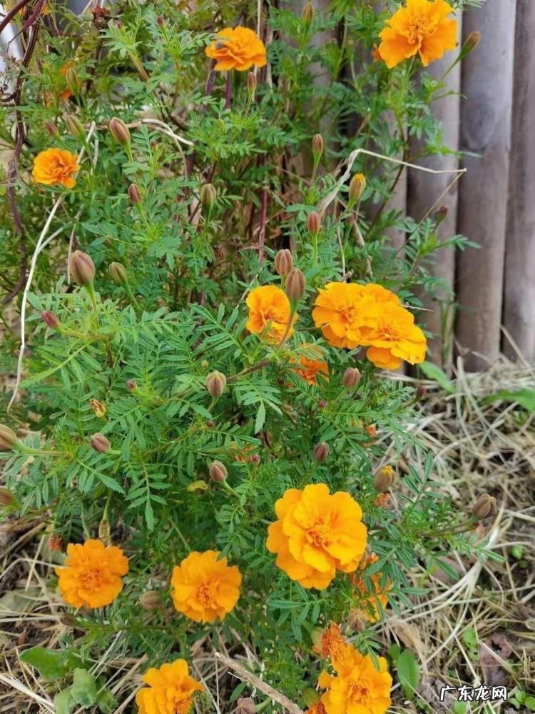 春天有哪些花开放名字 春天有什么花的名字 开放