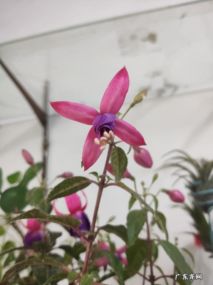 春天有哪些花开放名字 春天有什么花的名字 开放