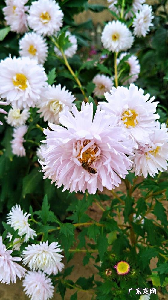 春天有哪些花开放名字 春天有什么花的名字 开放