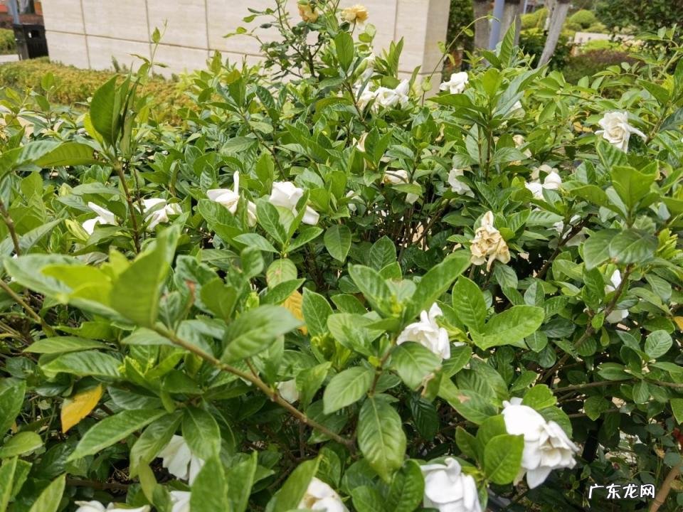 春天有哪些花开放名字 春天有什么花的名字 开放