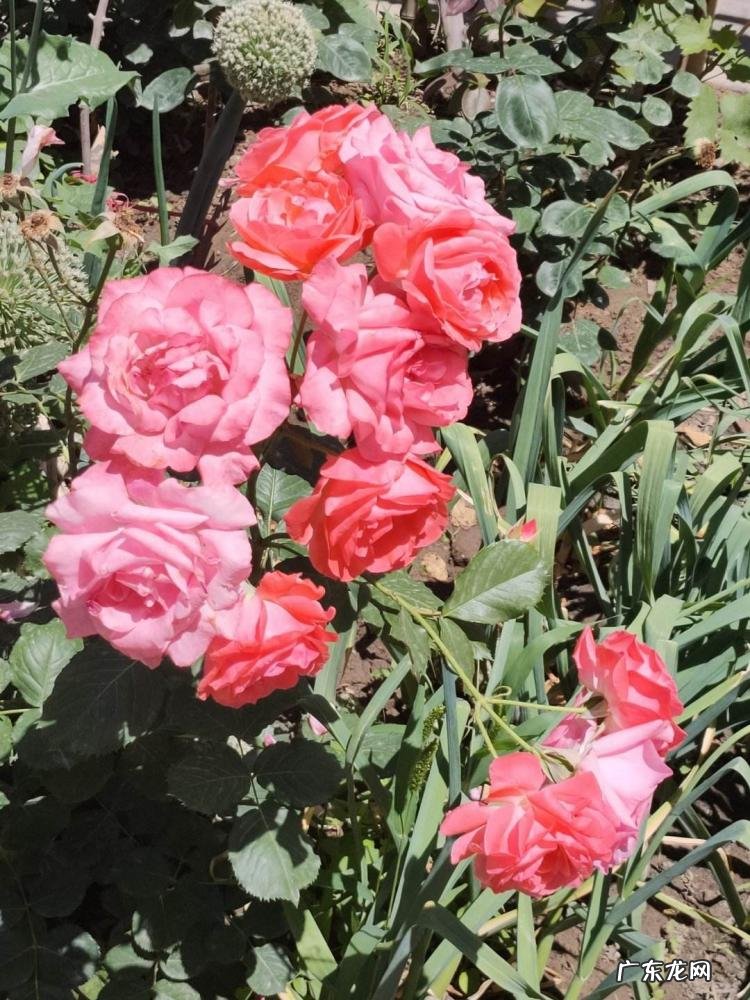 春天有哪些花开放名字 春天有什么花的名字 开放