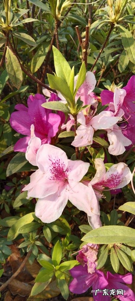 春天有哪些花开放名字 春天有什么花的名字 开放