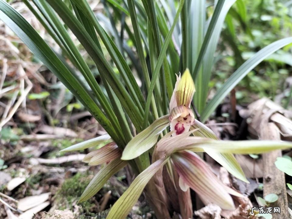 春天有哪些花开放名字 春天有什么花的名字 开放