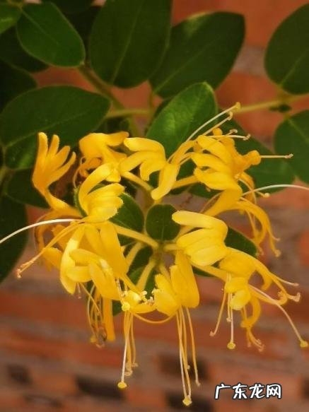 春天有哪些花开放名字 春天有什么花的名字 开放