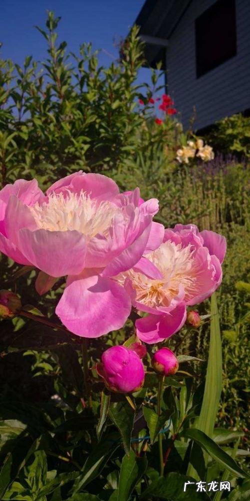 春天有哪些花开放名字 春天有什么花的名字 开放