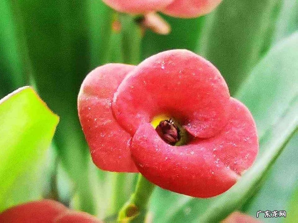 春天有哪些花开放名字 春天有什么花的名字 开放