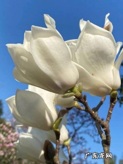 春天有哪些花开放名字 春天有什么花的名字 开放