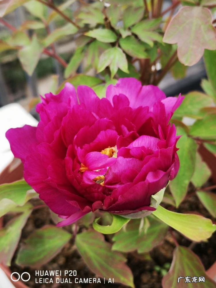 春天有哪些花开放名字 春天有什么花的名字 开放