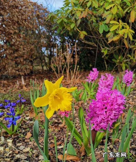 春天有哪些花开放名字 春天有什么花的名字 开放