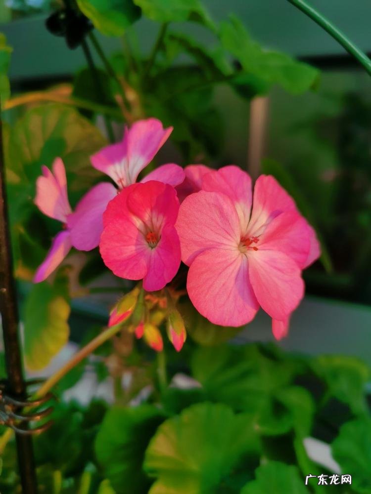 春天有哪些花开放名字 春天有什么花的名字 开放