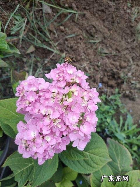 春天有哪些花开放名字 春天有什么花的名字 开放