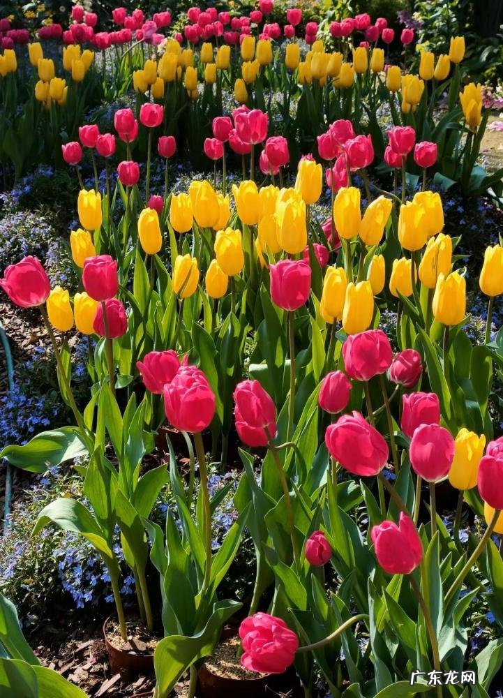 春天有哪些花开放名字 春天有什么花的名字 开放