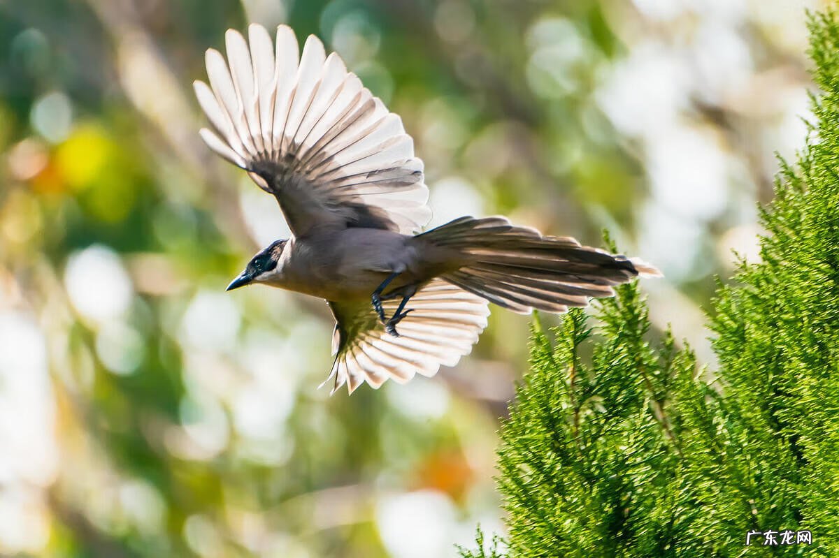 平安扣摆件的寓意风水 喜鹊在风水上代表什么