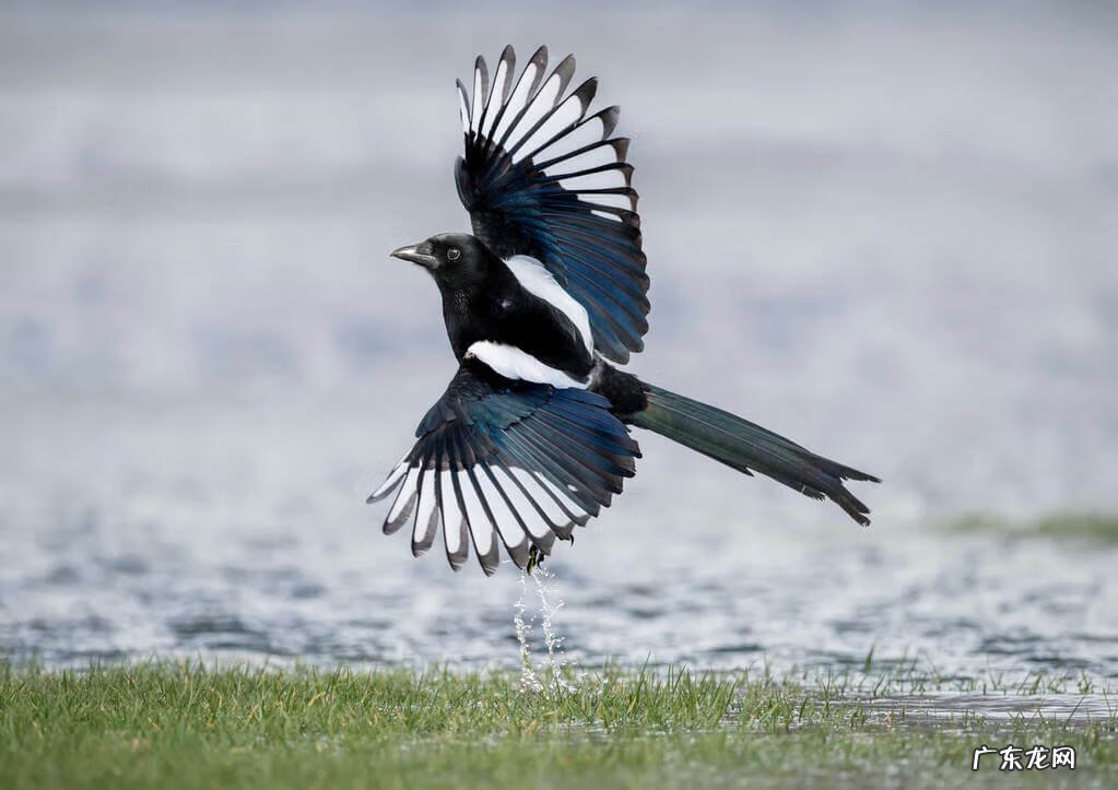 平安扣摆件的寓意风水 喜鹊在风水上代表什么