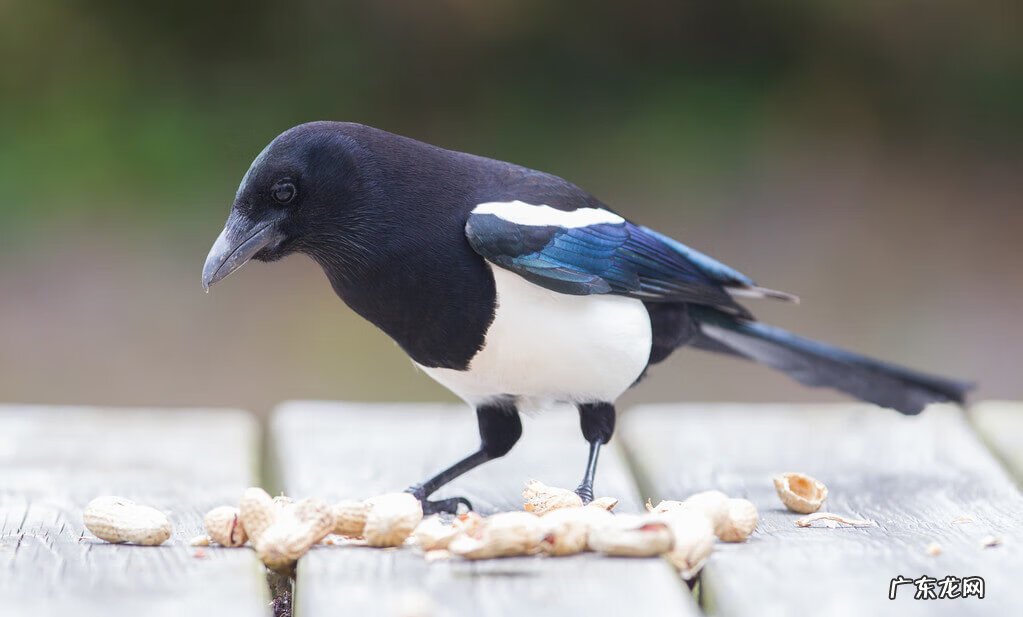 平安扣摆件的寓意风水 喜鹊在风水上代表什么