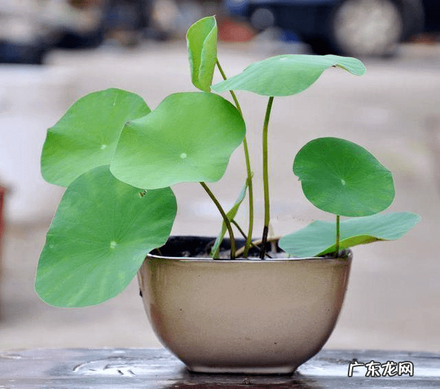 客厅养花风水禁忌 窗台养花风水禁忌