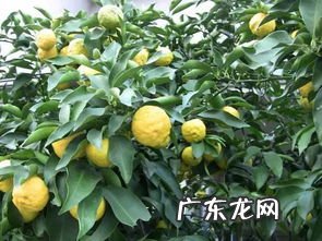 香橼哪个品种好 香椽和香橼的区别 念法视频