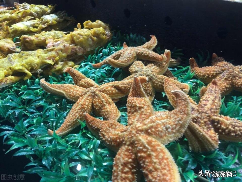 海星的吃法图解 干海星怎么吃