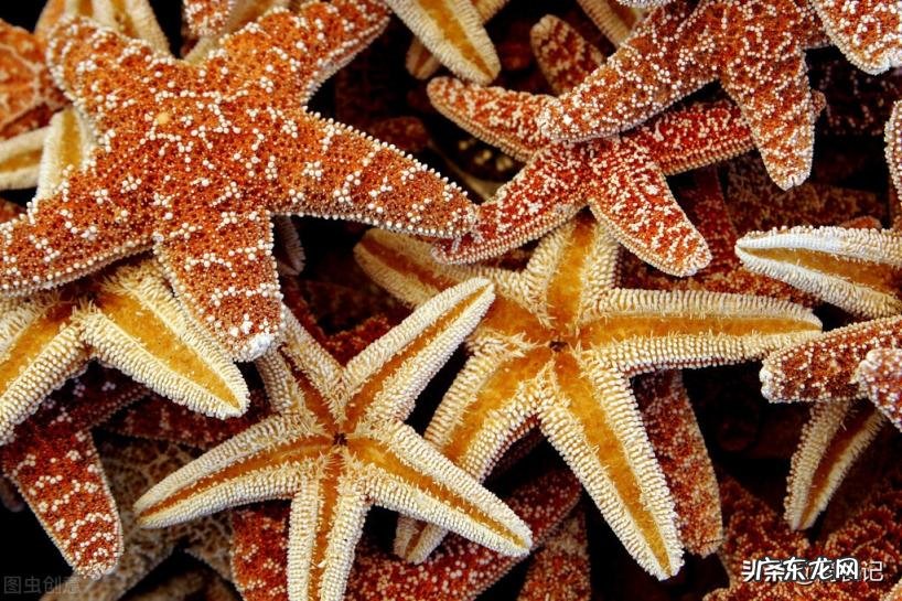 海星的吃法图解 干海星怎么吃