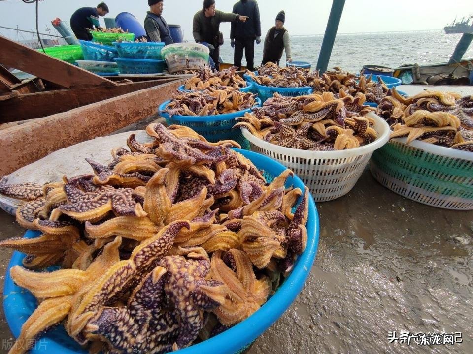 海星的吃法图解 干海星怎么吃