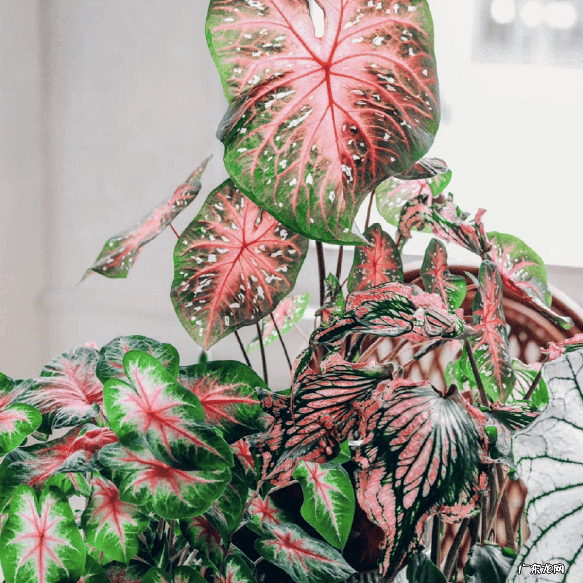 耐阴的绿植 常绿耐阴植物