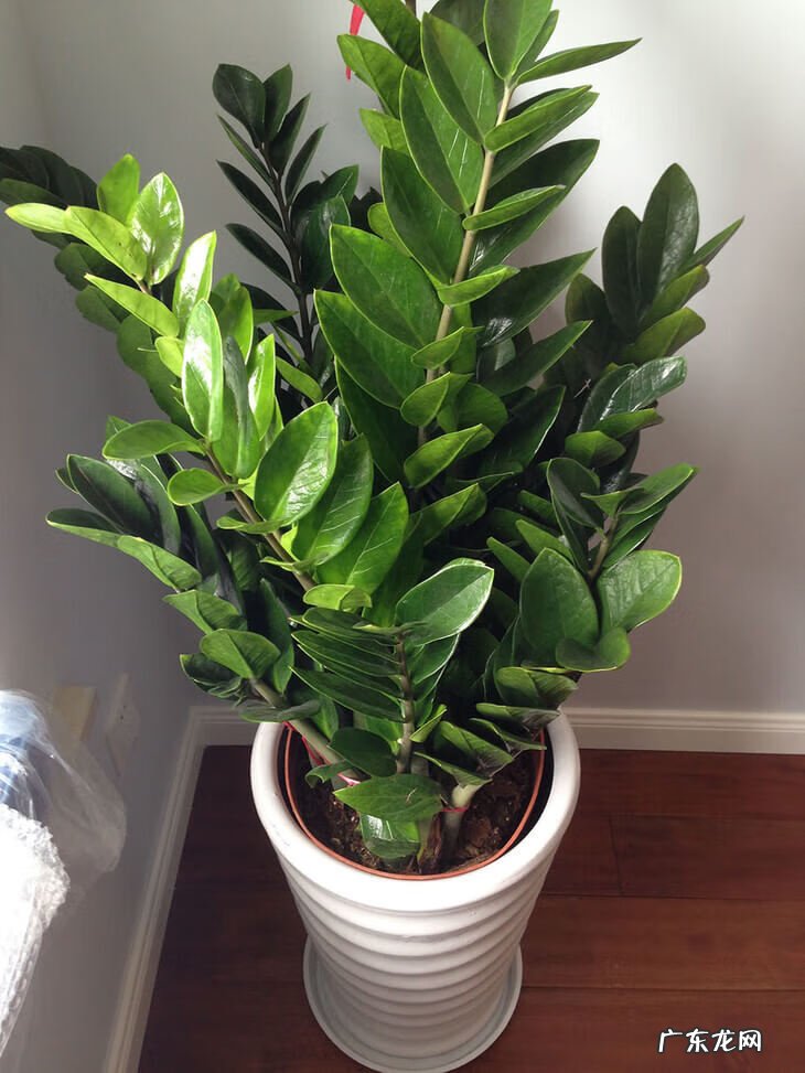 耐阴的绿植 常绿耐阴植物