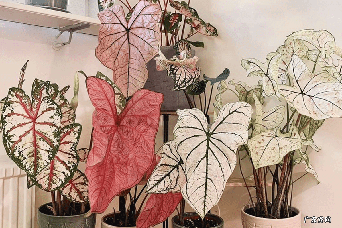 耐阴的绿植 常绿耐阴植物