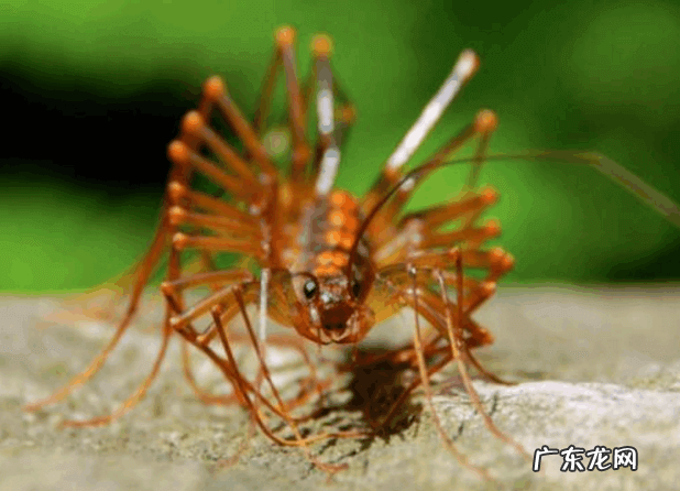 房间虫子多怎么办 家里有百脚虫怎么办