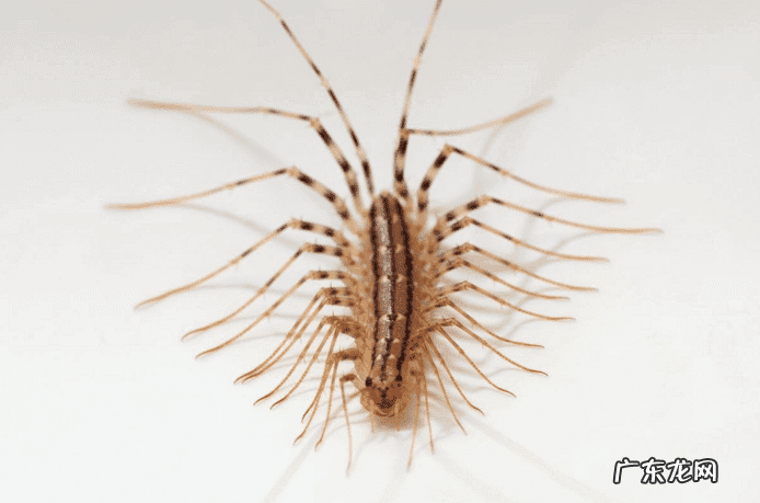 房间虫子多怎么办 家里有百脚虫怎么办