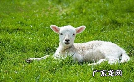 几日羊出生最好命大富大贵 属羊的几日出生的人命最好