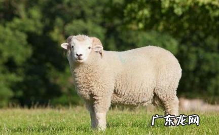 几日羊出生最好命大富大贵 属羊的几日出生的人命最好