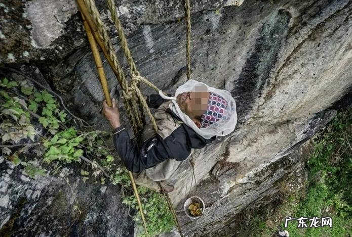 一斤卖到2万6 天然燕窝一斤多少钱