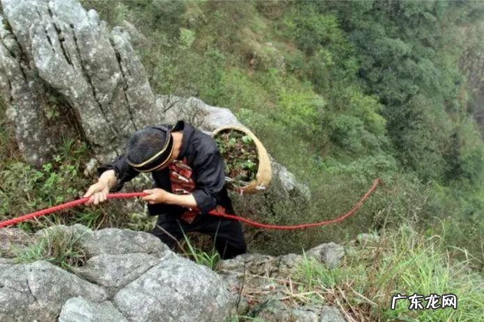 一斤卖到2万6 天然燕窝一斤多少钱