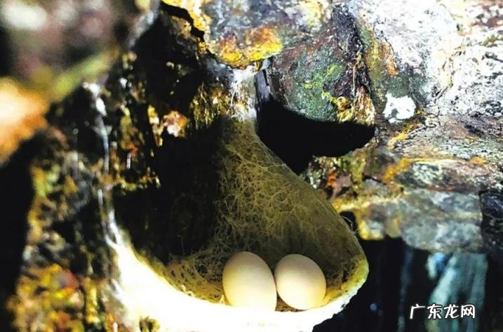 一斤卖到2万6 天然燕窝一斤多少钱