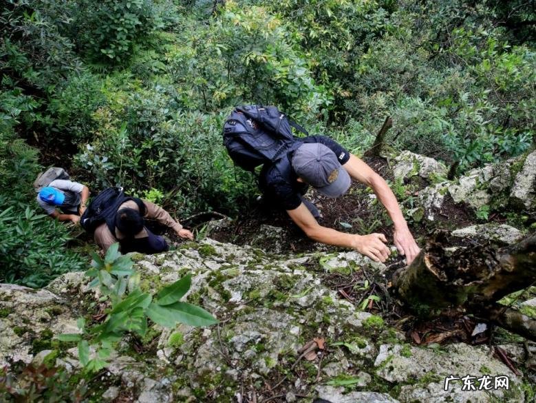 一斤卖到2万6 天然燕窝一斤多少钱