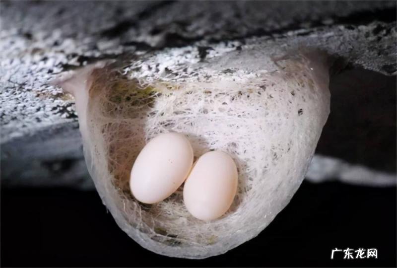 一斤卖到2万6 天然燕窝一斤多少钱