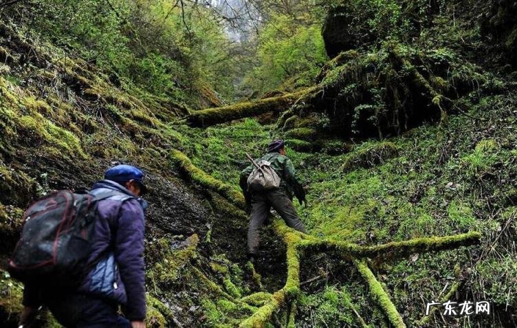 一斤卖到2万6 天然燕窝一斤多少钱