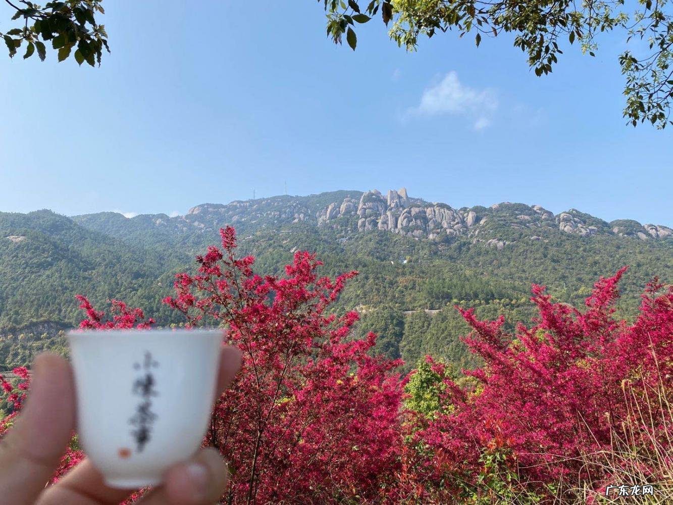 福鼎白茶属于红茶还是绿茶 白茶的知识点