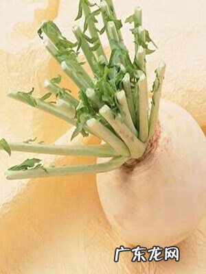 葛根的副作用和禁忌症 葛根的副作用有哪些