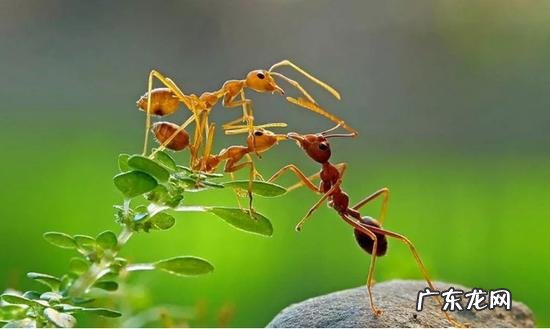 家里的蚂蚁怎样消灭 家里有蚂蚁怎么办呢