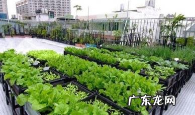 买房为什么不选顶楼 楼顶为什么不能种菜
