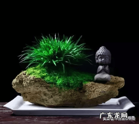 多肉用有孔的盆还是无孔的 风水盆方形无孔