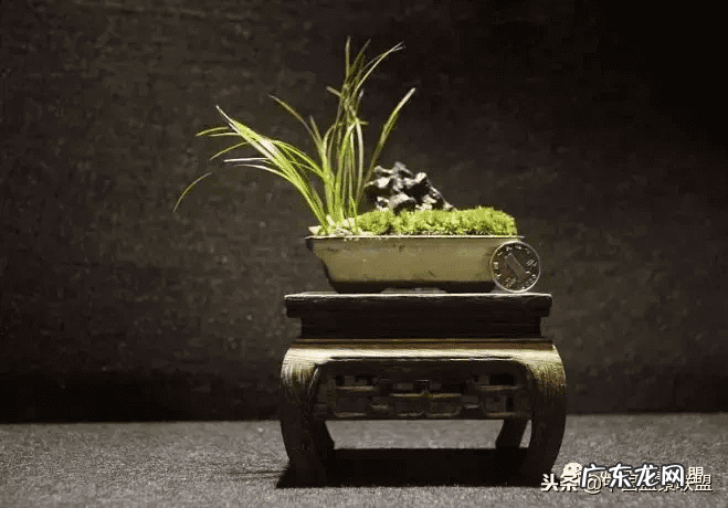 多肉用有孔的盆还是无孔的 风水盆方形无孔