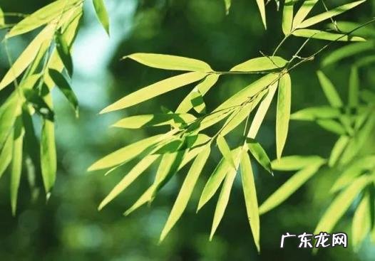 竹子的品质和精神借物喻人 竹子的品格200字