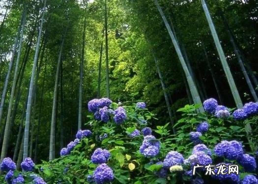 竹子的品质和精神借物喻人 竹子的品格200字