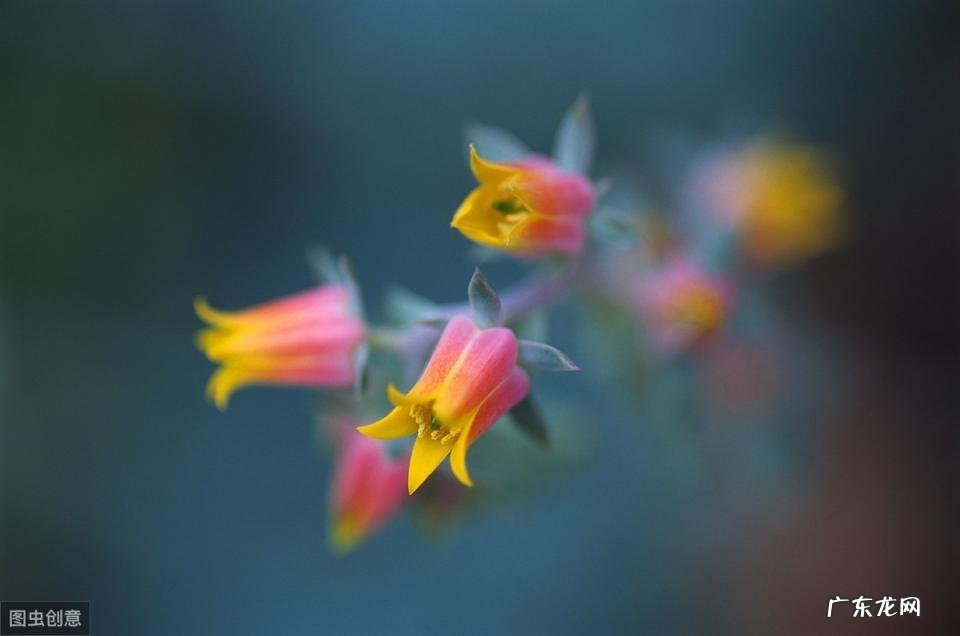 宁缺毋滥只求最好什么意思 宁缺毋滥只求唯一