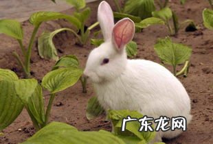 养兔子有市场前景吗 养殖兔子500只利润泸州