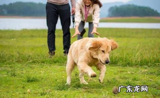 飞机能带金毛狗吗 金毛能飞机托运吗